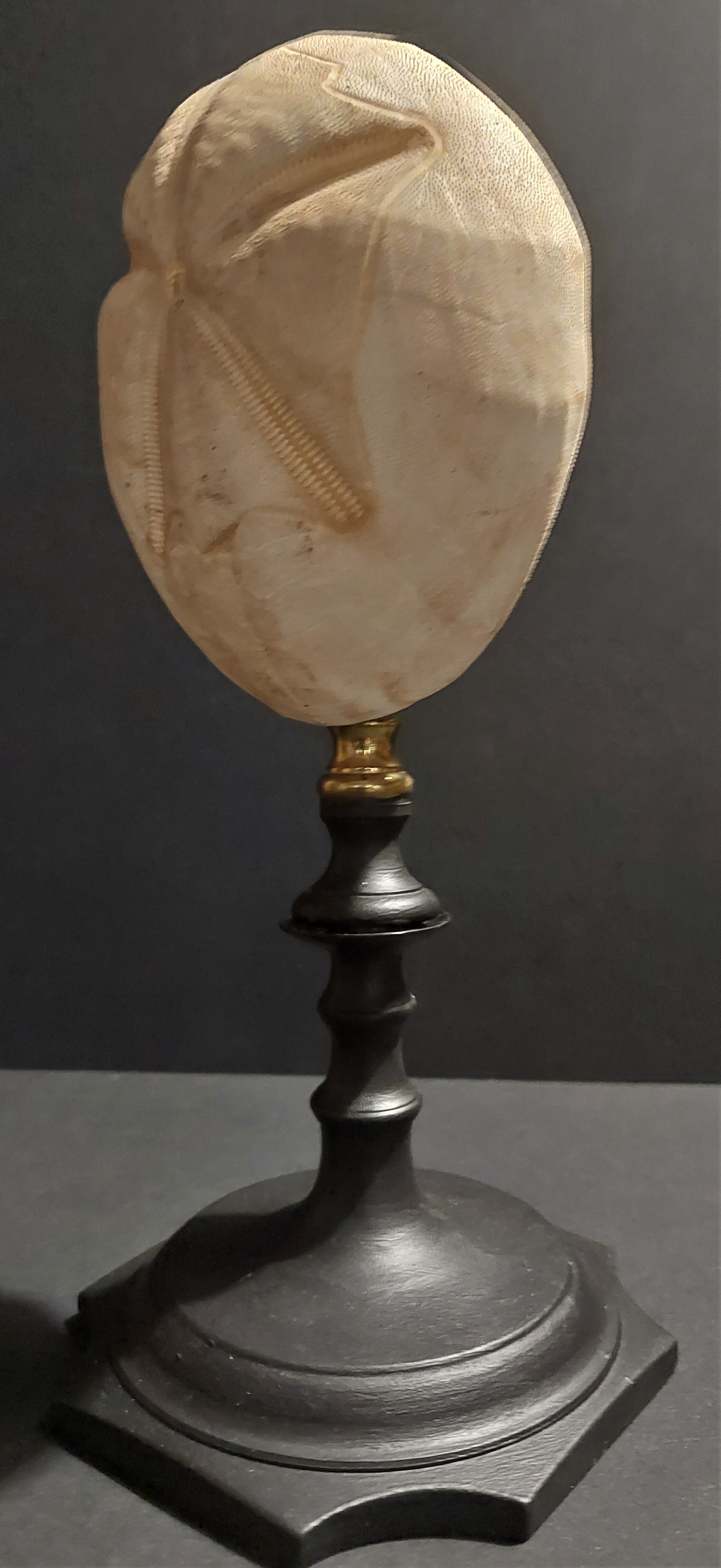 Cabinet of Curiosities sea urchin brissus unicolor on base