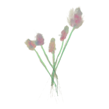 Illustration végétal
