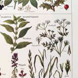 Poster on sudorific plants, based on a 1928 lithograph