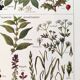 Poster on sudorific plants, based on a 1928 lithograph