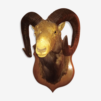 Trophee tete mouflon cabinet curiosite taxidermie