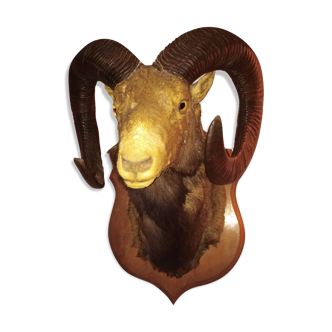 Trophee tete mouflon cabinet curiosite taxidermie