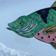 Gien dish with fish decoration model Baie d'Along 50s