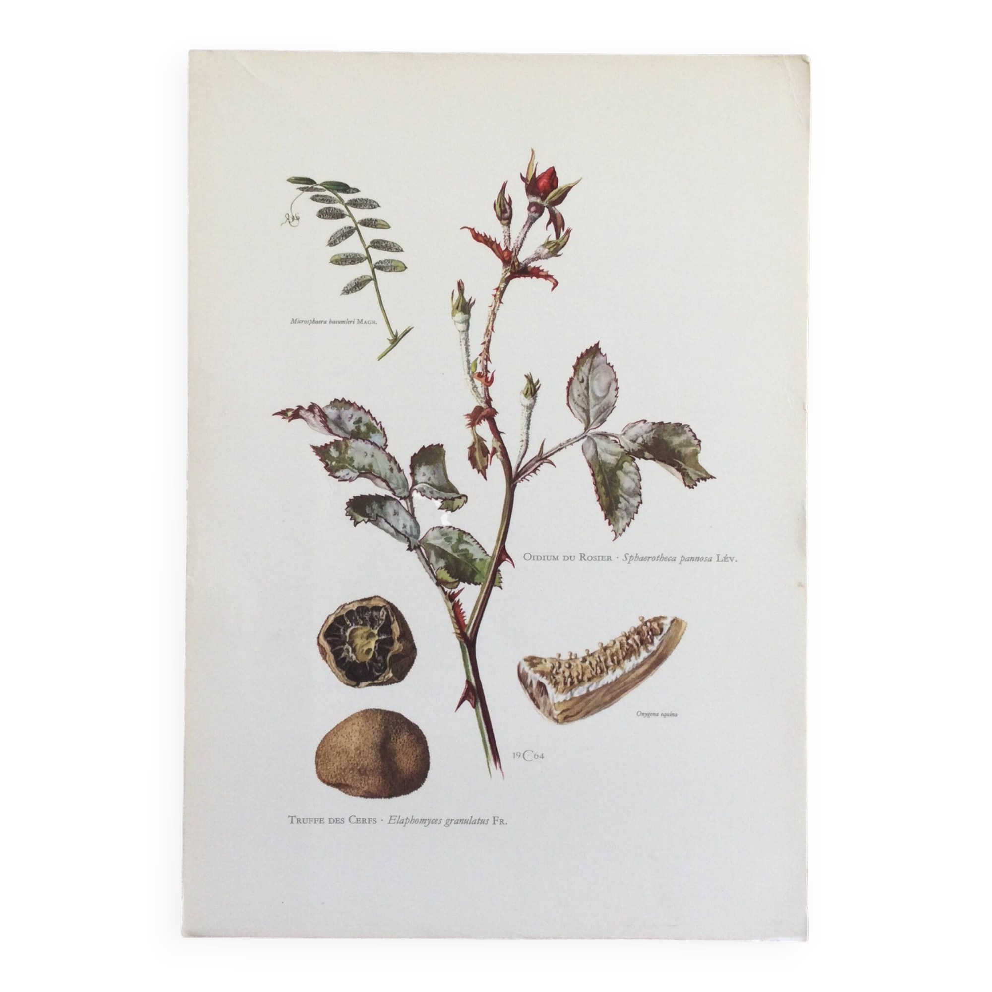 Botanical illustration of mushrooms, 1960s