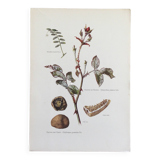 Botanical illustration of mushrooms, 1960s