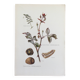 Illustration botanique champignons,  années 60