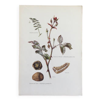 Botanical illustration of mushrooms, 1960s