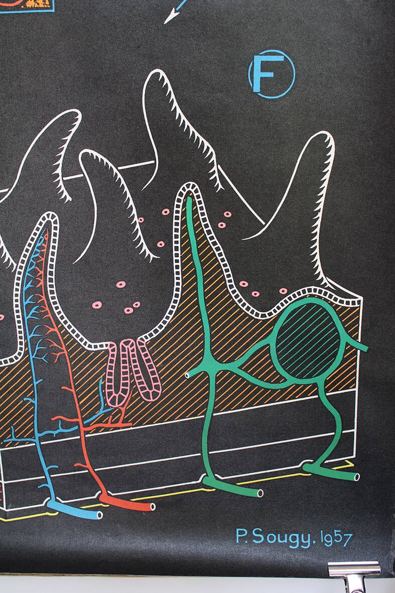 Poster of the digestive system Doctor Auzoux