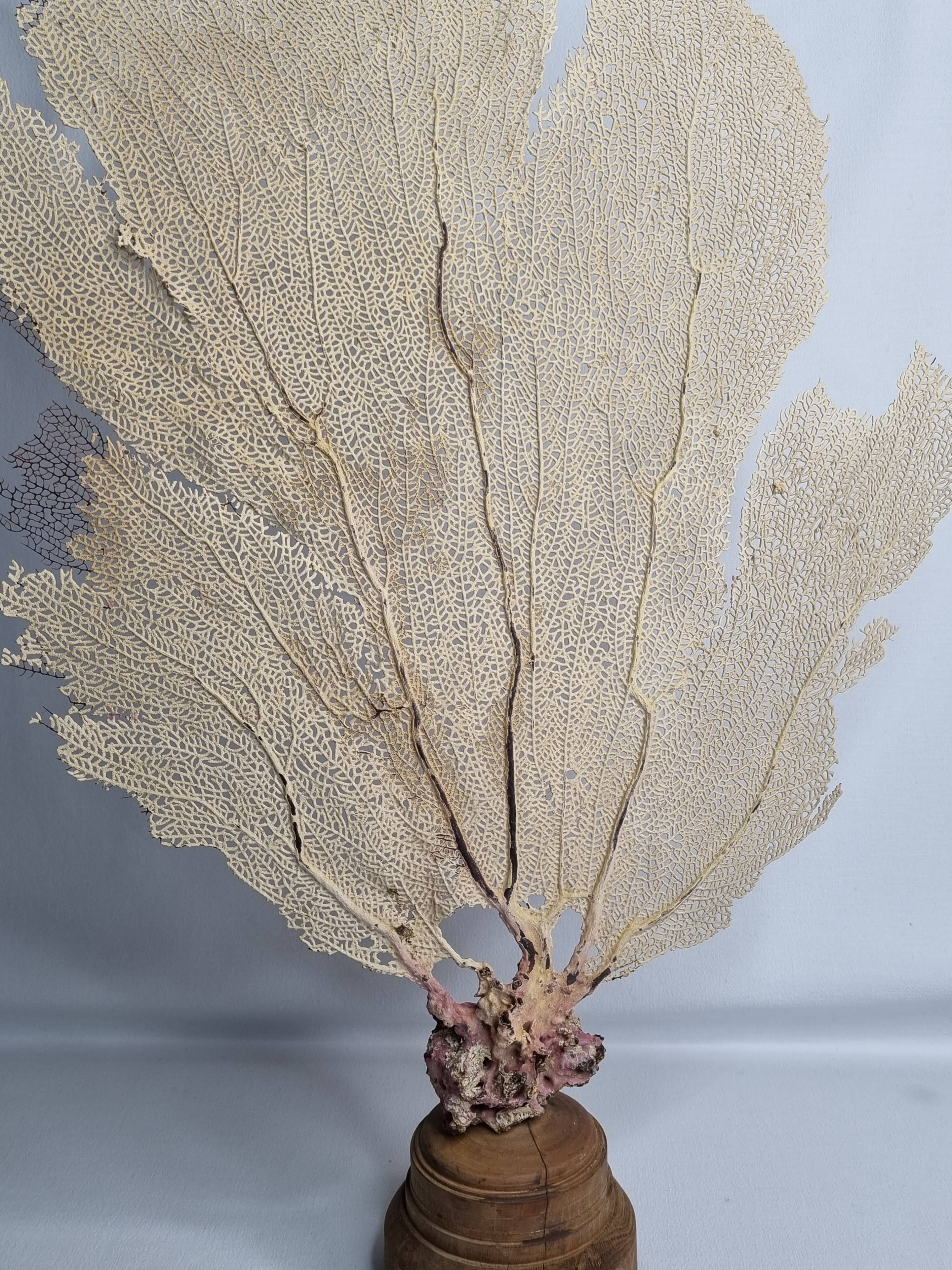 Antique gorgonian coral, Venus fan, on solid wood base, 58 cm