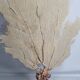 Antique gorgonian coral, Venus fan, on solid wood base, 58 cm