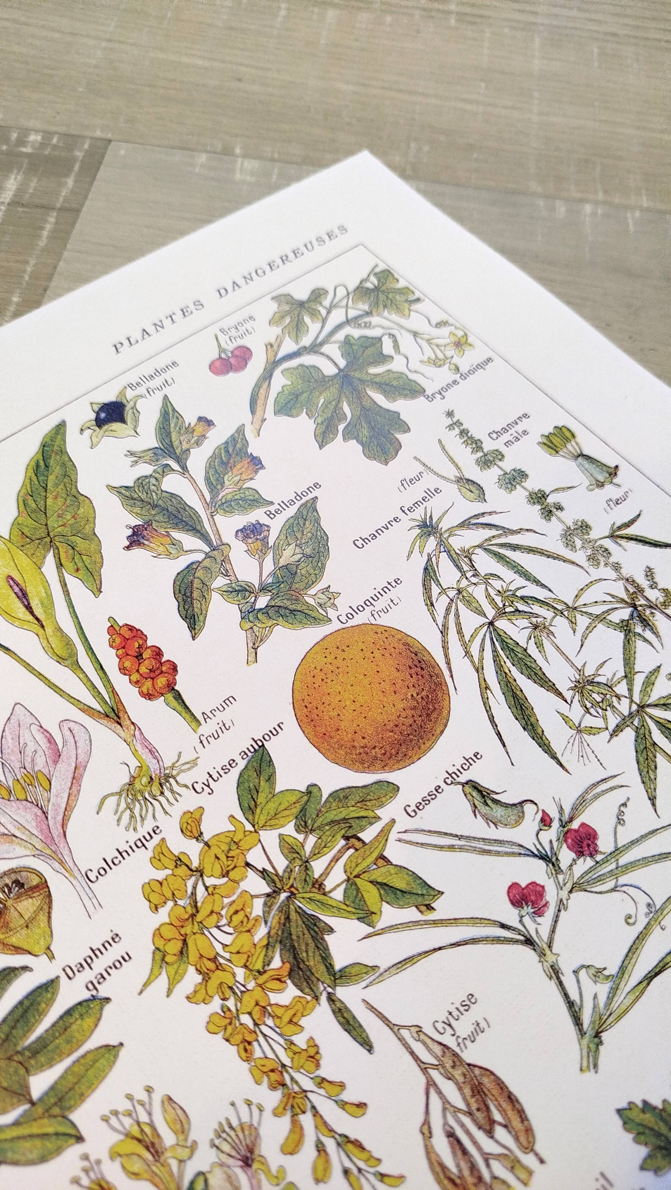 Poster about dangerous plants "hemlock", from a 1920 lithograph