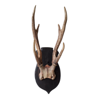 Deer antler Trophy