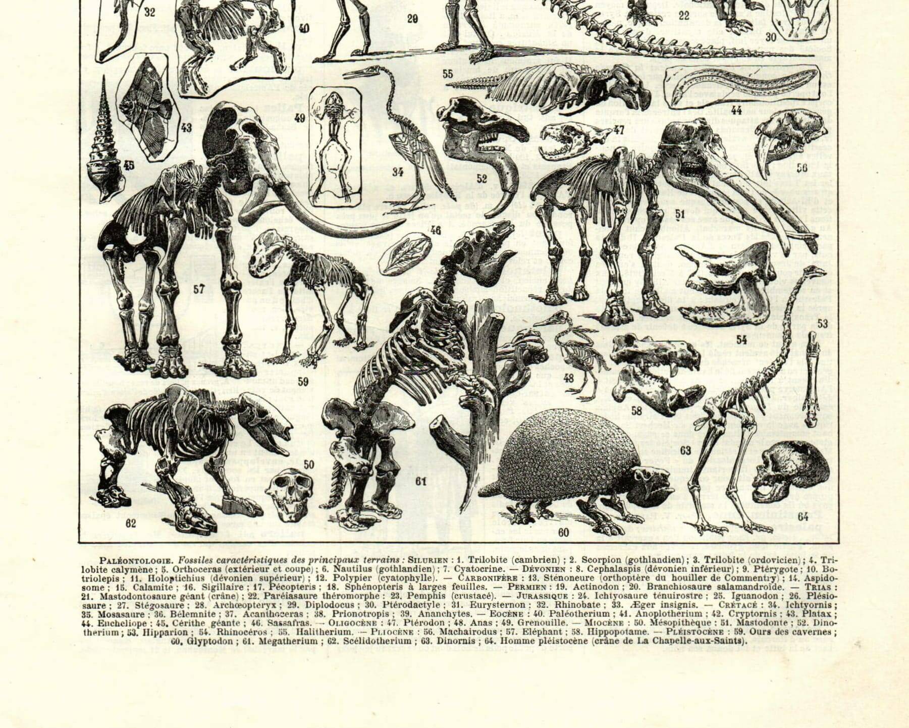 Antique engraving from 1923 - Paleontology, fossils - Vintage plate