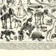 Antique engraving from 1923 - Paleontology, fossils - Vintage plate