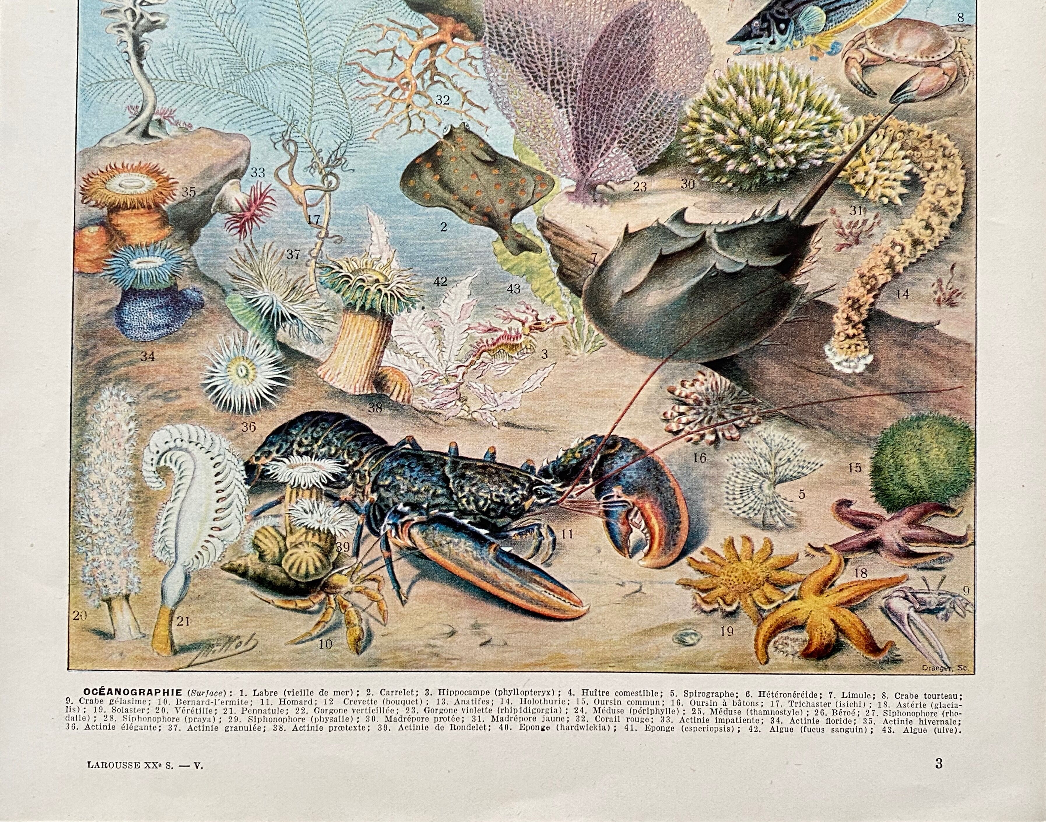 Old illustration Millot "Oceanography"