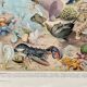Old illustration Millot "Oceanography"