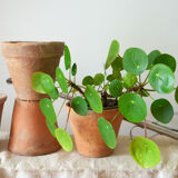 4 old terracotta pots height 12 cm
