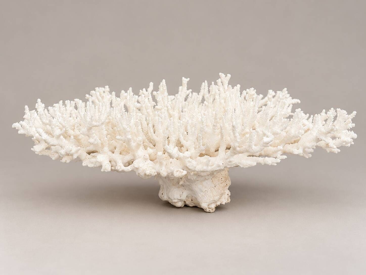 Large branched white coral – Cabinet of curiosities