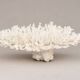 Large branched white coral – Cabinet of curiosities