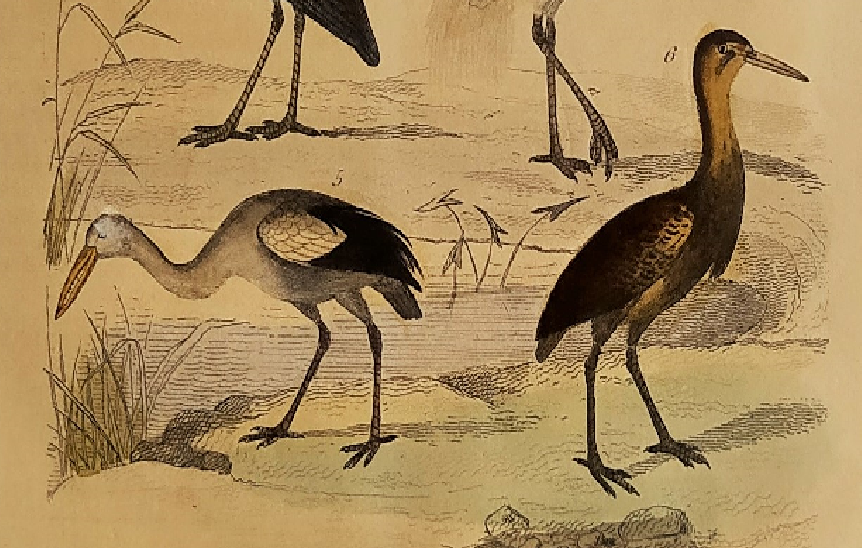Original ornithological plate " Secretary - Kamichi - &c... Buffon (1837)