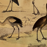 Original ornithological plate " Secretary - Kamichi - &c... Buffon (1837)