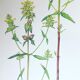 3 botanical plates