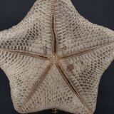 Cabinet de Curiosités étoile de mer culcita schmideliana sur socle