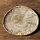 Small oval beige petrified wood dish or tray with speckled edges.