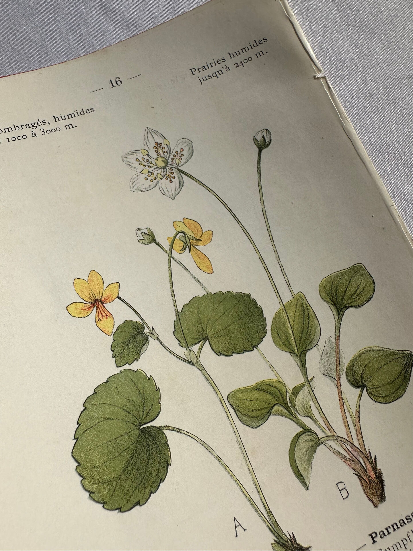 Naturalist Plate – 19th Century Botanical Engraving, Double-Sided