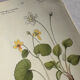 Naturalist Plate – 19th Century Botanical Engraving, Double-Sided