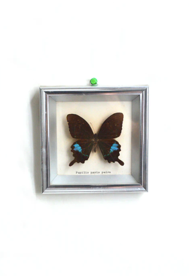 Papilio Paris Pairs butterfly frame