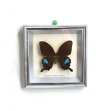 Papilio Paris Pairs butterfly frame