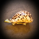 Bronze turtle and shell