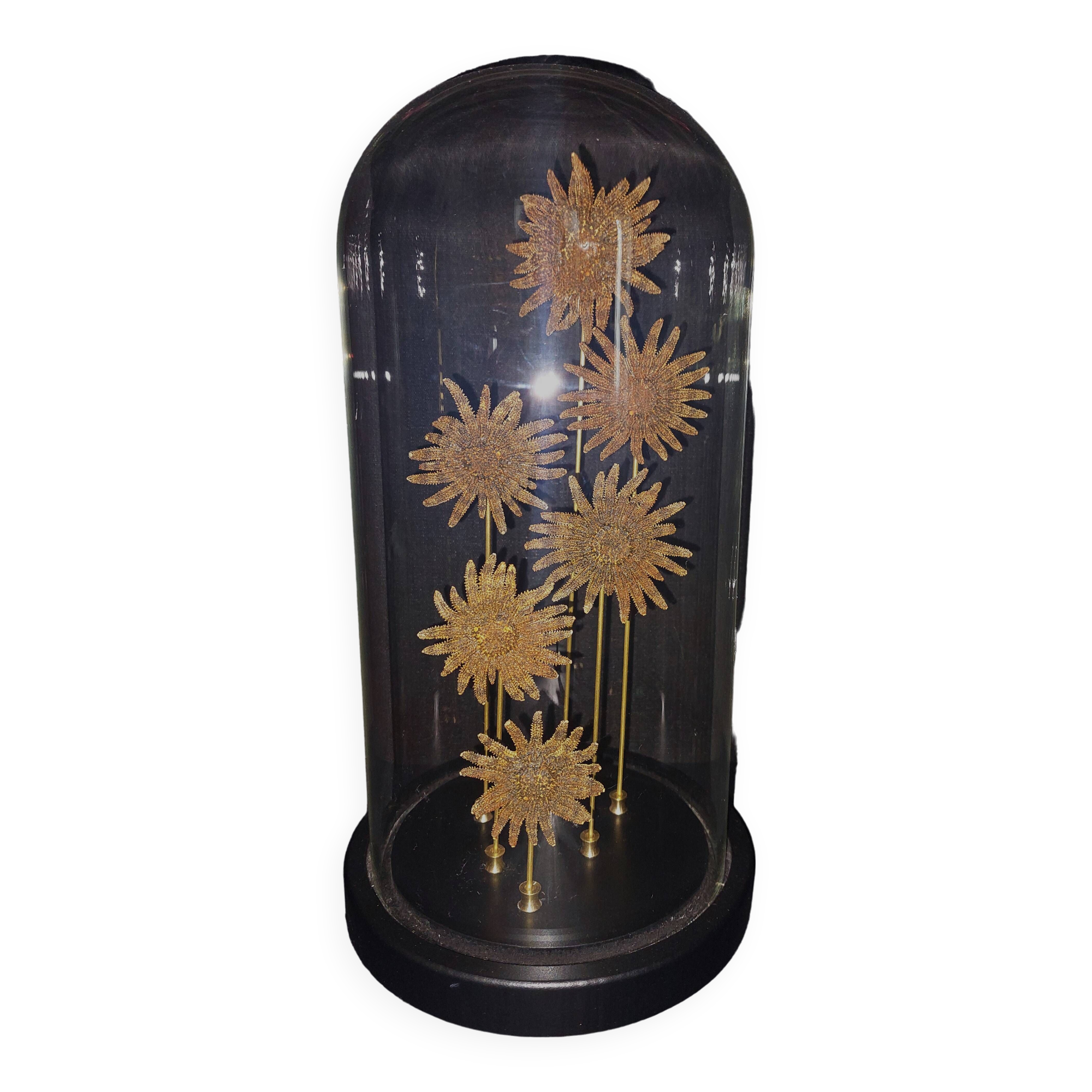 Cabinet of Curiosities globe with starfish heliaster kubiniji