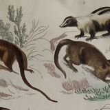 Original zoological plate " Kinkajou - Chinche - Coasse - &c... " Buffon (1836)
