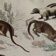 Original zoological plate " Kinkajou - Chinche - Coasse - &c... " Buffon (1836)