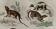 Original zoological plate " Kinkajou - Chinche - Coasse - &c... " Buffon (1836)