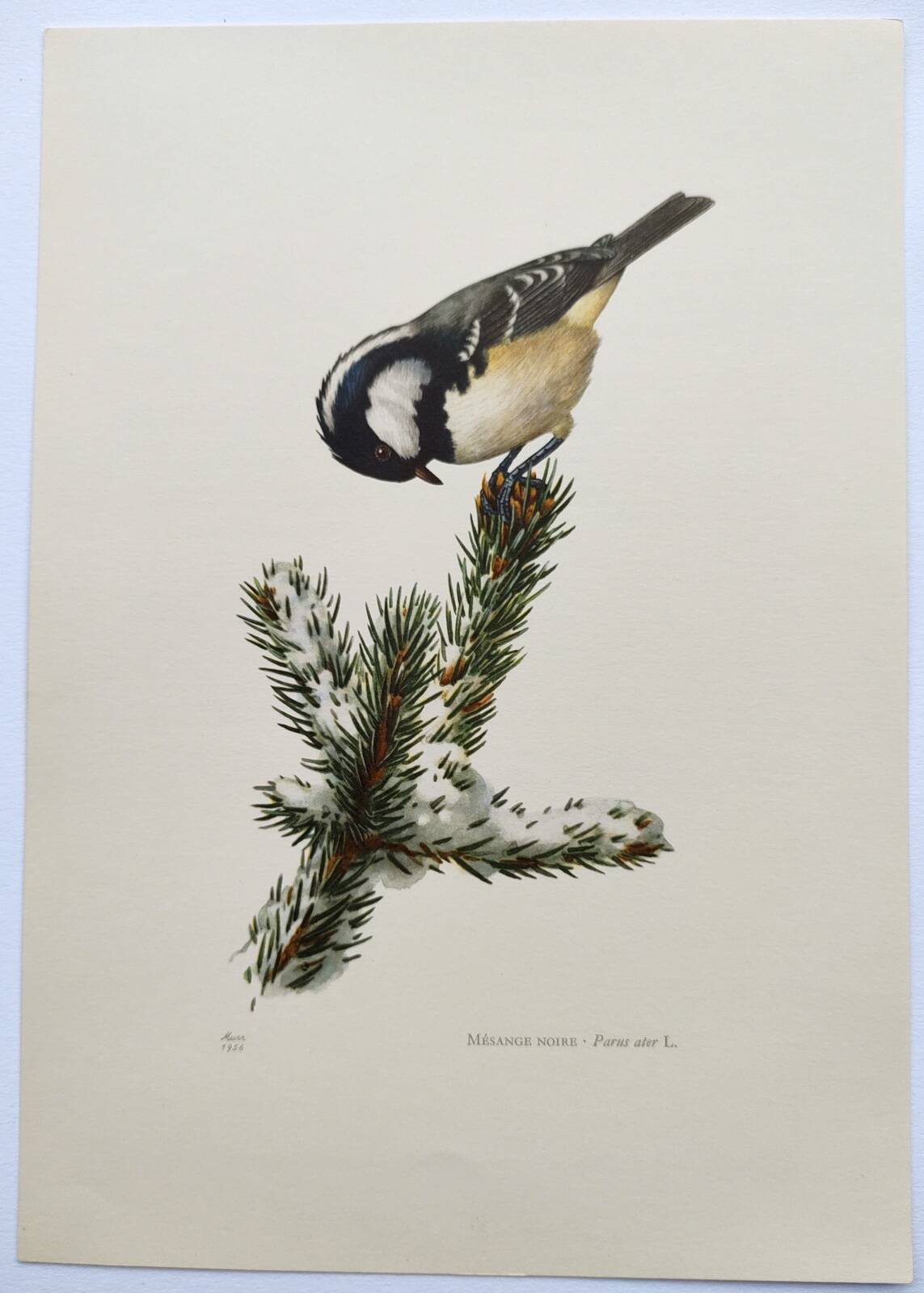Planche oiseaux années 60 - mésange noire - illustration zoologique vintage