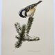 Planche oiseaux années 60 - mésange noire - illustration zoologique vintage