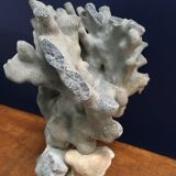 Ancient blue coral