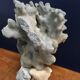 Corail bleu ancien