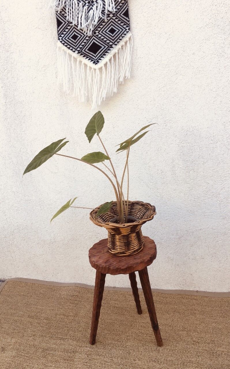 Exotic wood stool tripod