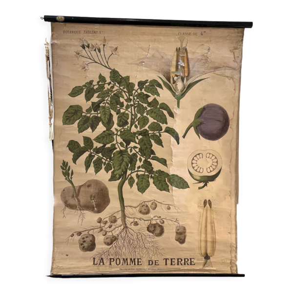 Ancienne planche Deyrolle “La pomme de terre”