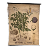 Old Deyrolle board "The potato"
