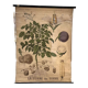 Ancienne planche Deyrolle “La pomme de terre”
