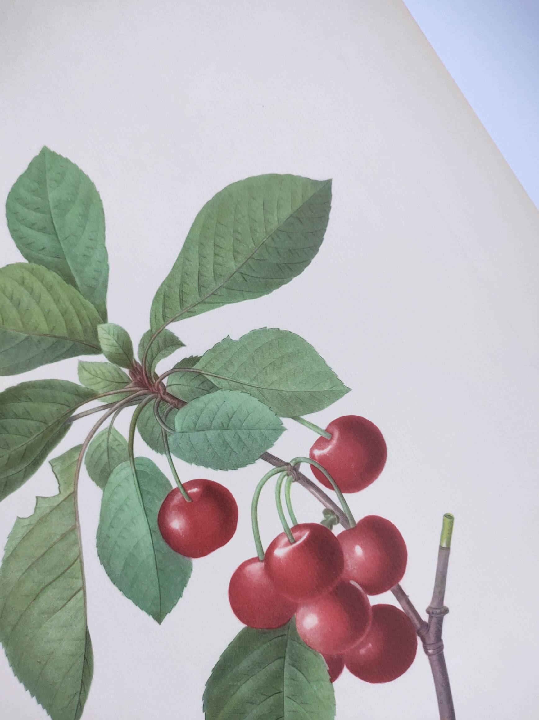 Antique fruit engraving -1955- Royal Cherry Tree- by PJ. Redouté. Vintage