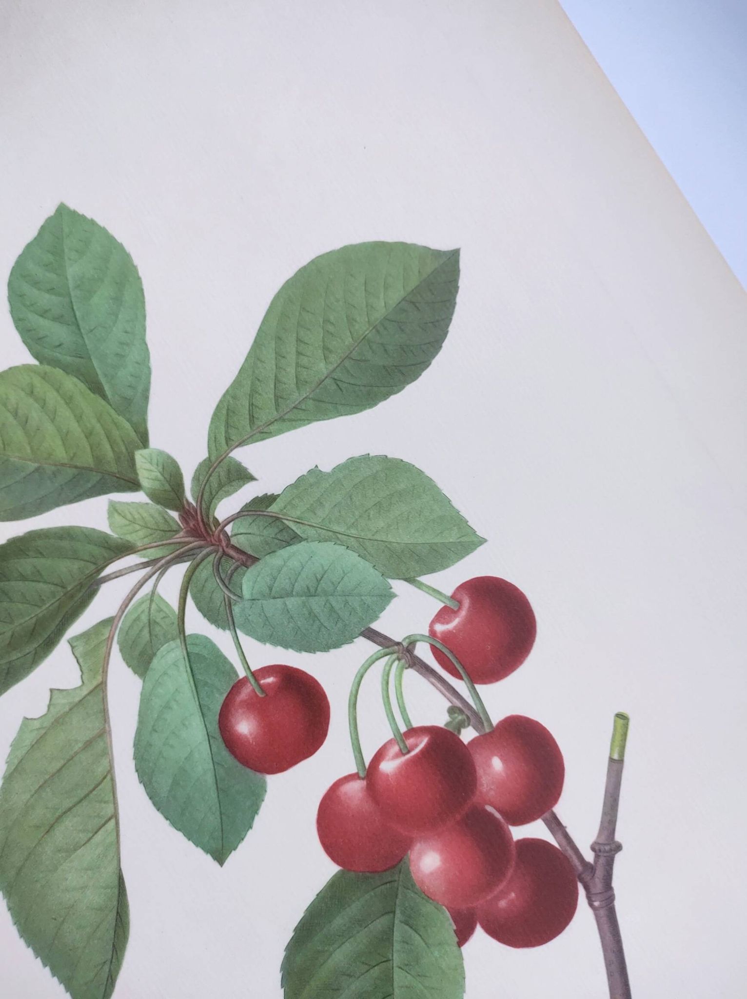 Gravure ancienne de fruits -1955- Cerisier Royal- par PJ. Redouté. Vintage