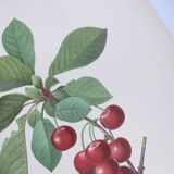 Antique fruit engraving -1955- Royal Cherry Tree- by PJ. Redouté. Vintage