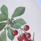 Antique fruit engraving -1955- Royal Cherry Tree- by PJ. Redouté. Vintage