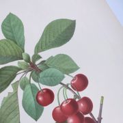 Gravure ancienne de fruits -1955- Cerisier Royal- par PJ. Redouté. Vintage